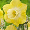 Avalon (Cupped Narcissus)<br>1 bulb