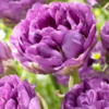 Blue Wow (Double Peony Tulips)<br>1 bulb