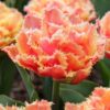 Brisbane (Double Fringed Tulips)<br>1 bulb