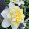 Ice King (Double Narcissi)<br>1 bulb