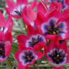 Little Beauty (Botanical Tulips)<br>1 bulb