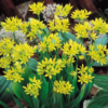 Moly Luteum (Alliums)<br>1 bulb