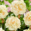 Pom Pom Rose (Double Narcissi)<br>1 bulb