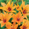Praestans Shogun (Mini Botanical Tulips)<br>1 bulb