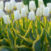 Purissima Blonde (Fosteriana Tulip)<br>1 bulb