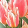 Quebec (Multi-flowering Bouquet Tulips)<br>1 bulb