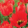 Robbedoes (Darwin Hybrid Tulips)<br>1 bulb