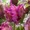 Secret Parrot (Parrot Tulips)<br>1 bulb